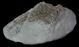 Bargain, Camptocrinus Crinoid Fossil - Crawfordsville, Indiana #68506-2
